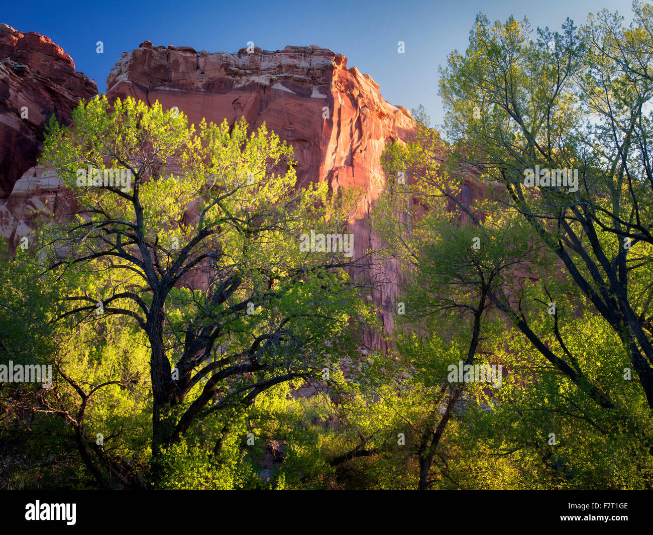 Cottonwood trees hires stock photography and images Alamy