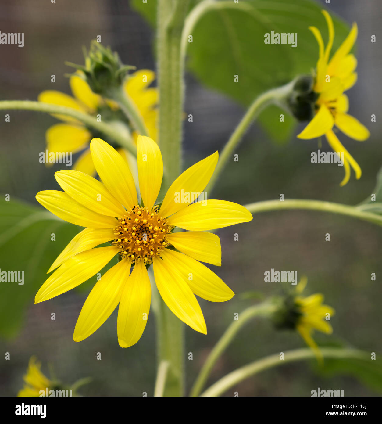 Bright golden sunflowers, happy yellow flowers  growing in the garden, symbolic of bounty, harvest, provision, vitality, energy, Stock Photo