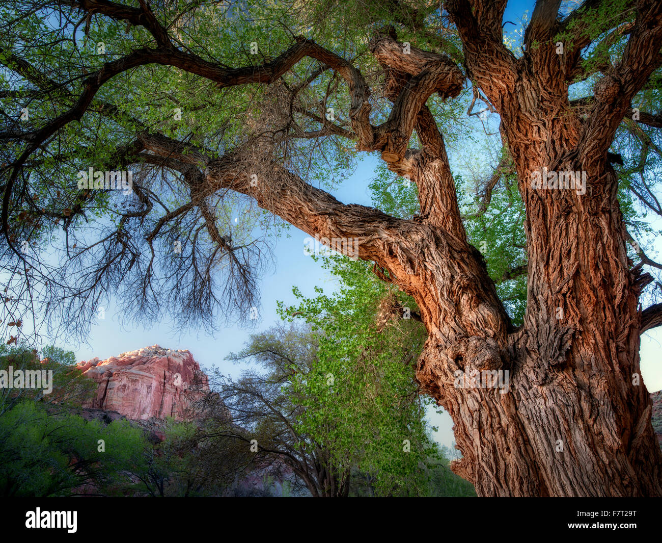 Cottonwood trees and rock formations with moon. Fruita, Capitol Reef National Park, Utah Stock Photo