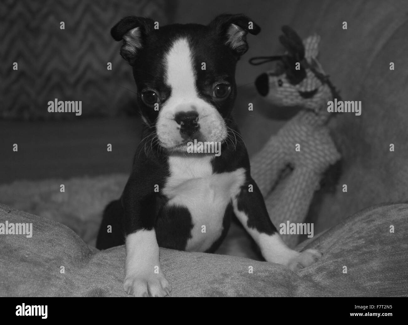 Boston Terrier Puppy Stock Photo Alamy