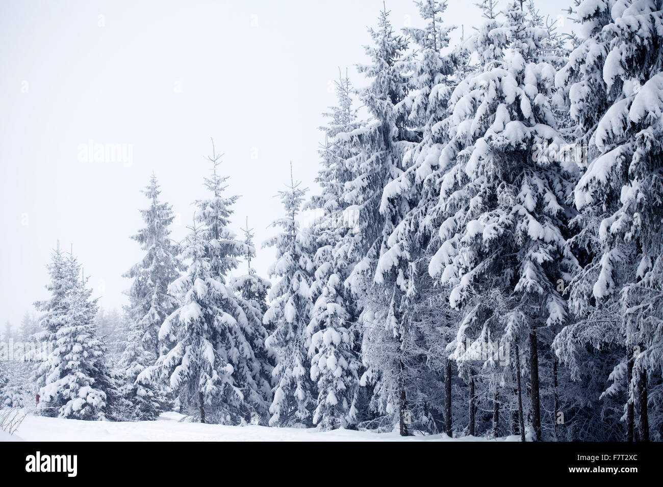 Snow covered pine trees in the mountains Stock Photo - Alamy