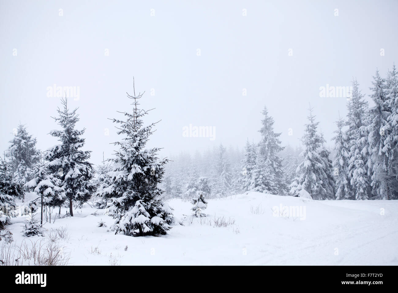 Snow covered pine forest in the mountains Stock Photo - Alamy