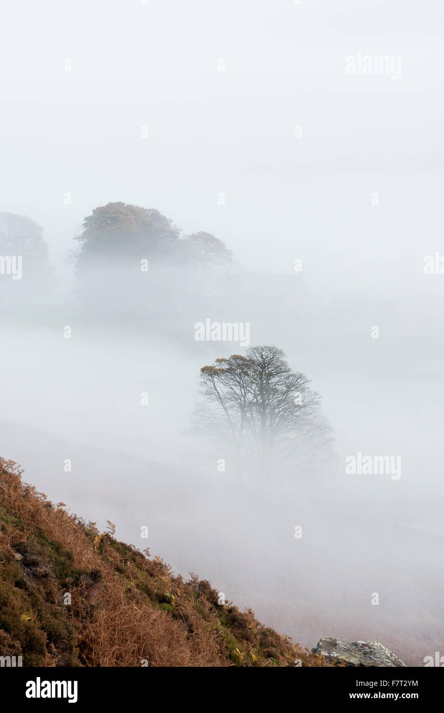 Trees in Mist Danby Dale, North York Moors National Park Stock Photo
