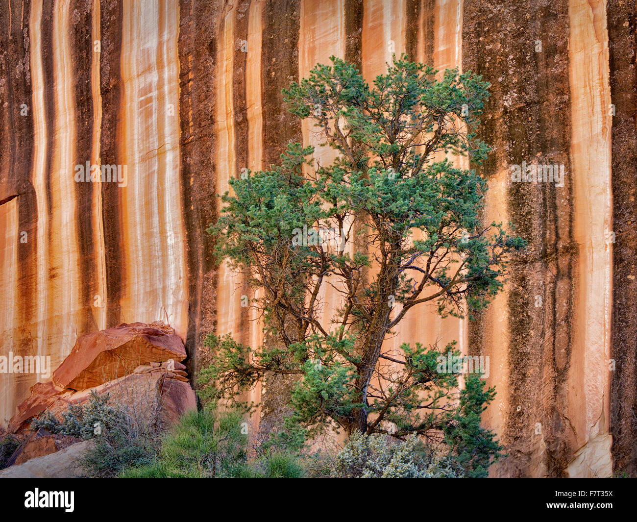 Desert varnish rock formation and pine tree at Capitol Reef National Park, Utah Stock Photo