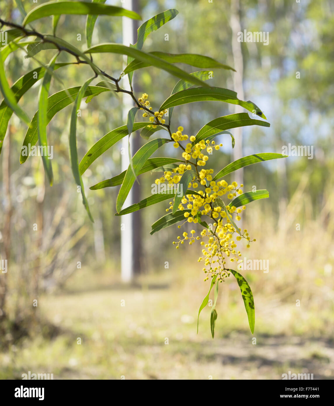 Sunlit australian zigzag wattle flowers Acacia macradenia in bush scene flowering in winter Stock Photo