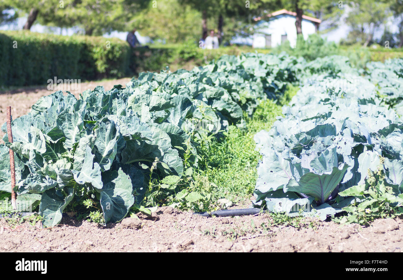 planting of cabbage lined. Field of cabbage. Concept of agriculture and metaphor of newborn. Stock Photo