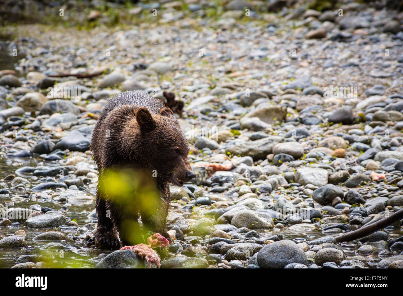 Grizzly bears in the Orford River Valley, Vancouver Island, British Columbia, Canada Stock Photo