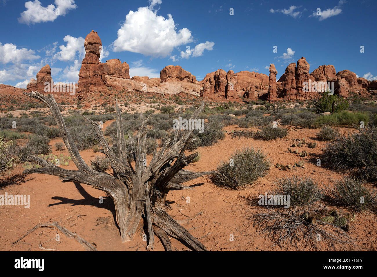Rock pinnacles, dead bristlecone pine (Pinus aristata) in front, Arches National Park, Utah, USA Stock Photo