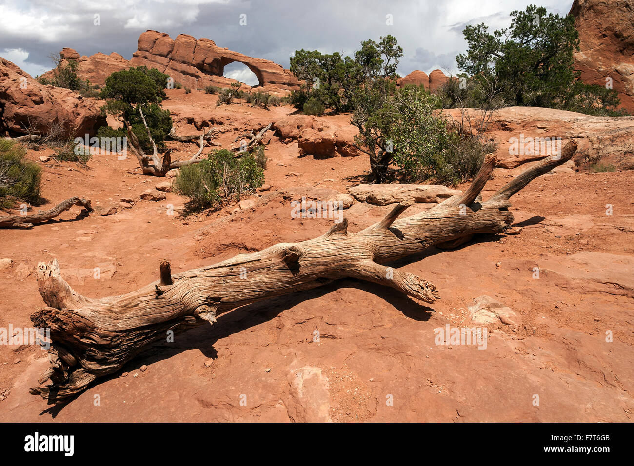 Skyline Arch, dead bristlecone pine (Pinus aristata) in front, Arches National Park, Utah, USA Stock Photo