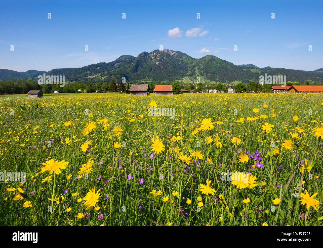 Spring meadow with Meadow Salsify (Tragopogon pratensis), Lenggries and Brauneck, Isarwinkel, Upper Bavaria, Bavaria, Germany Stock Photo
