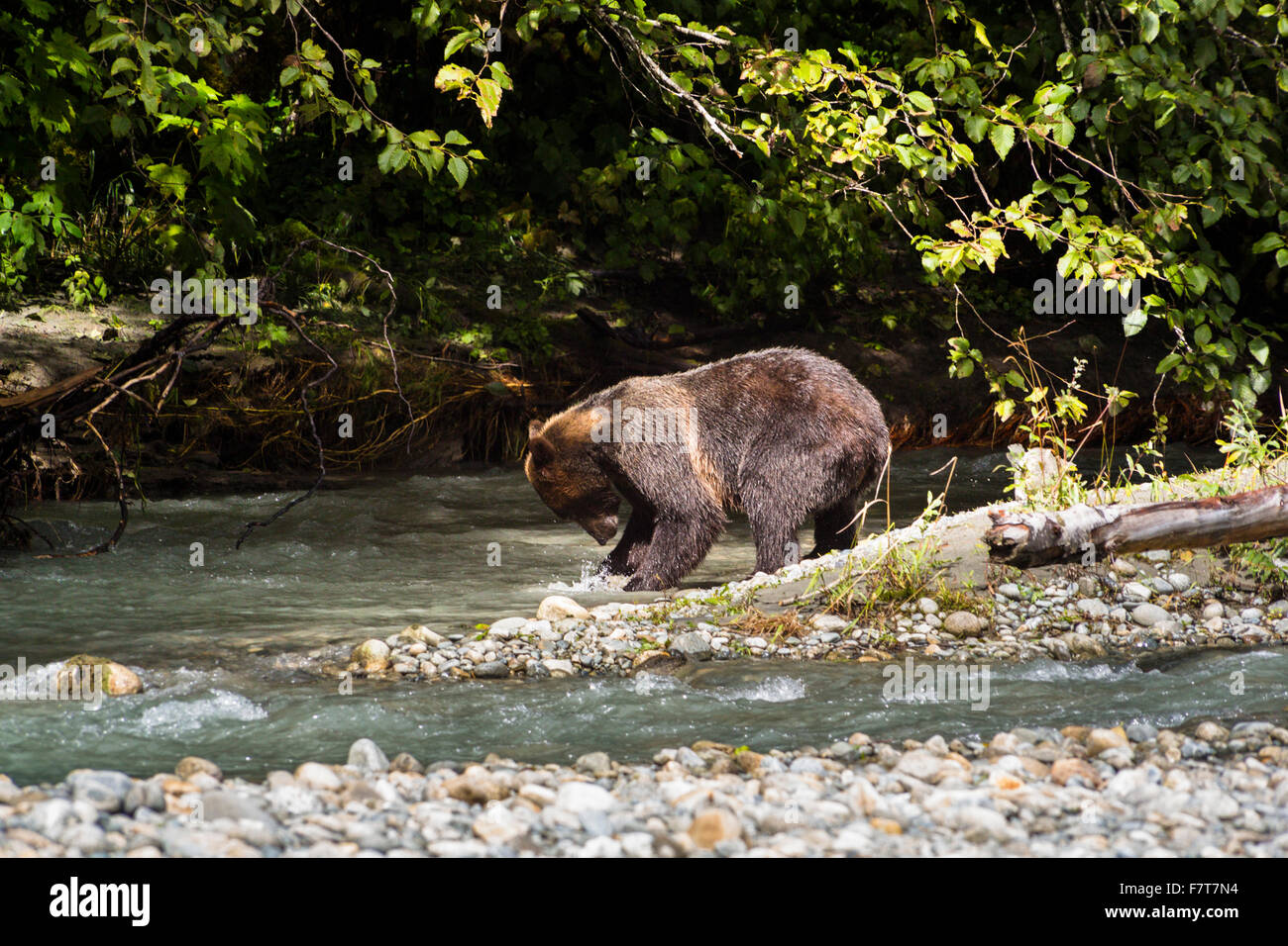 Grizzly bears in the Orford River Valley, Vancouver Island, British Columbia, Canada Stock Photo