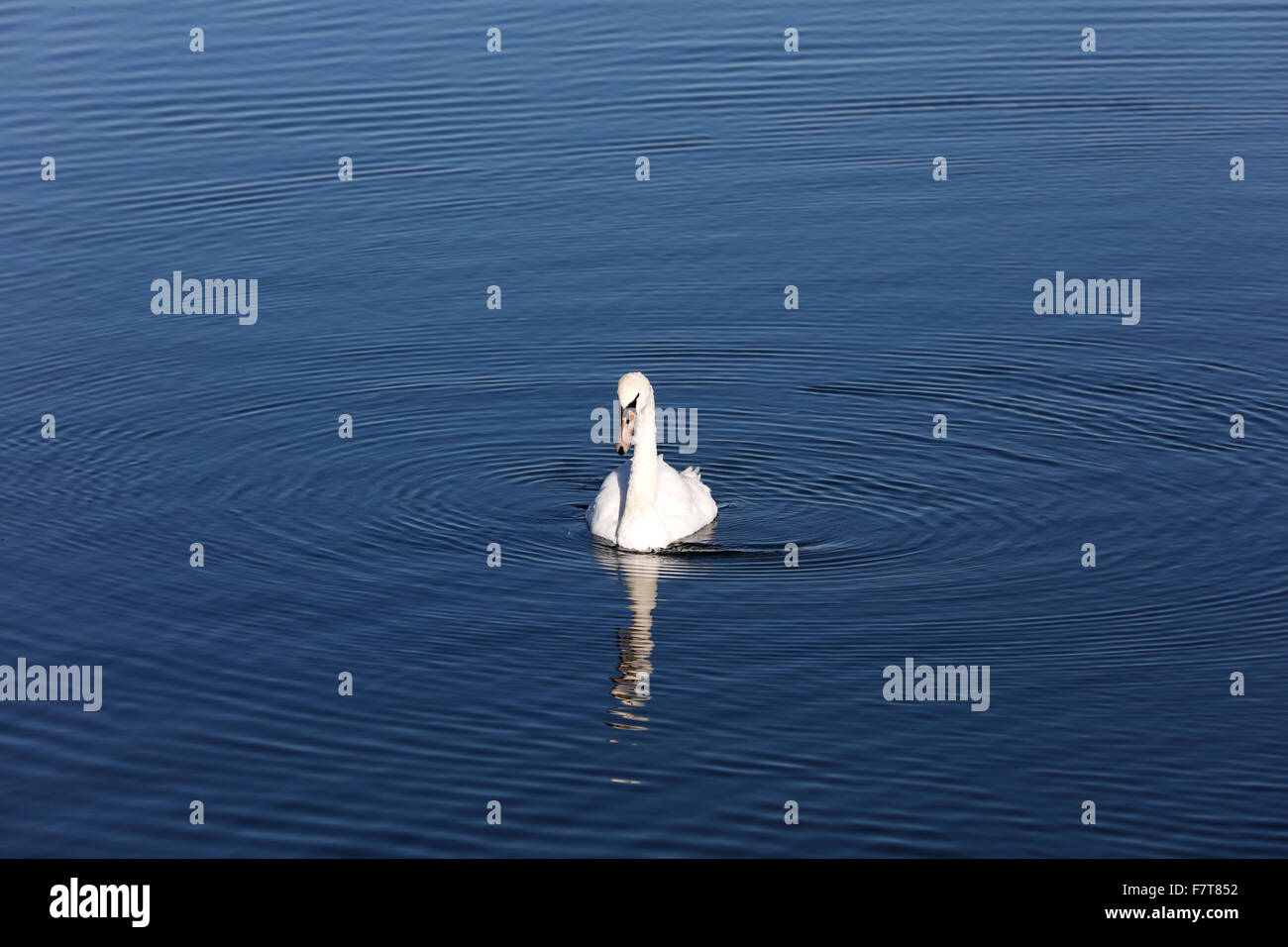Mute swan (Cygnus olor), Draycote Water, Warwickshire, United Kingdom Stock Photo