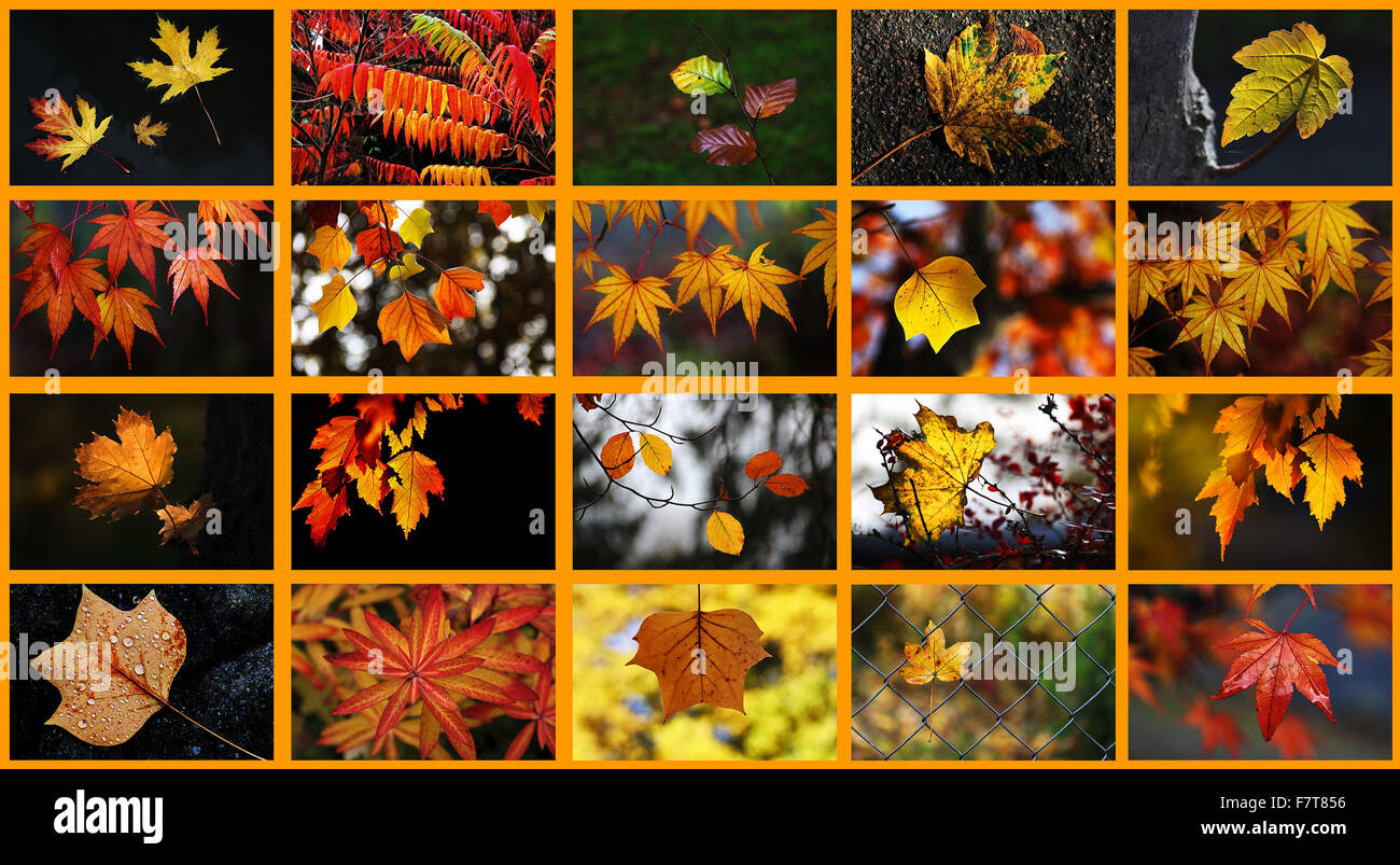 Various autumn leaves, collage Stock Photo