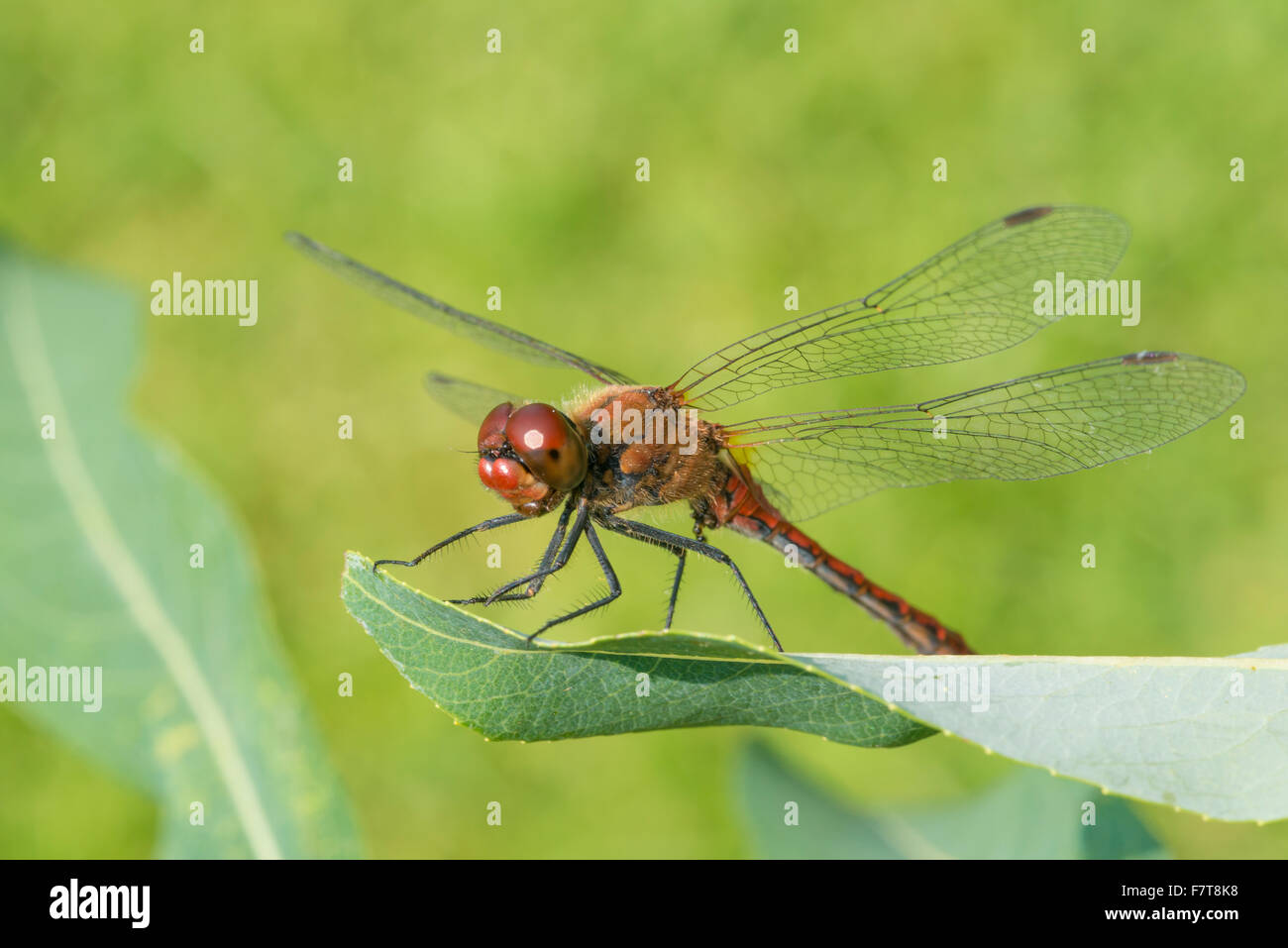 Ruddy darter (Sympetrum sanguineum), sexually mature male sitting on a ...