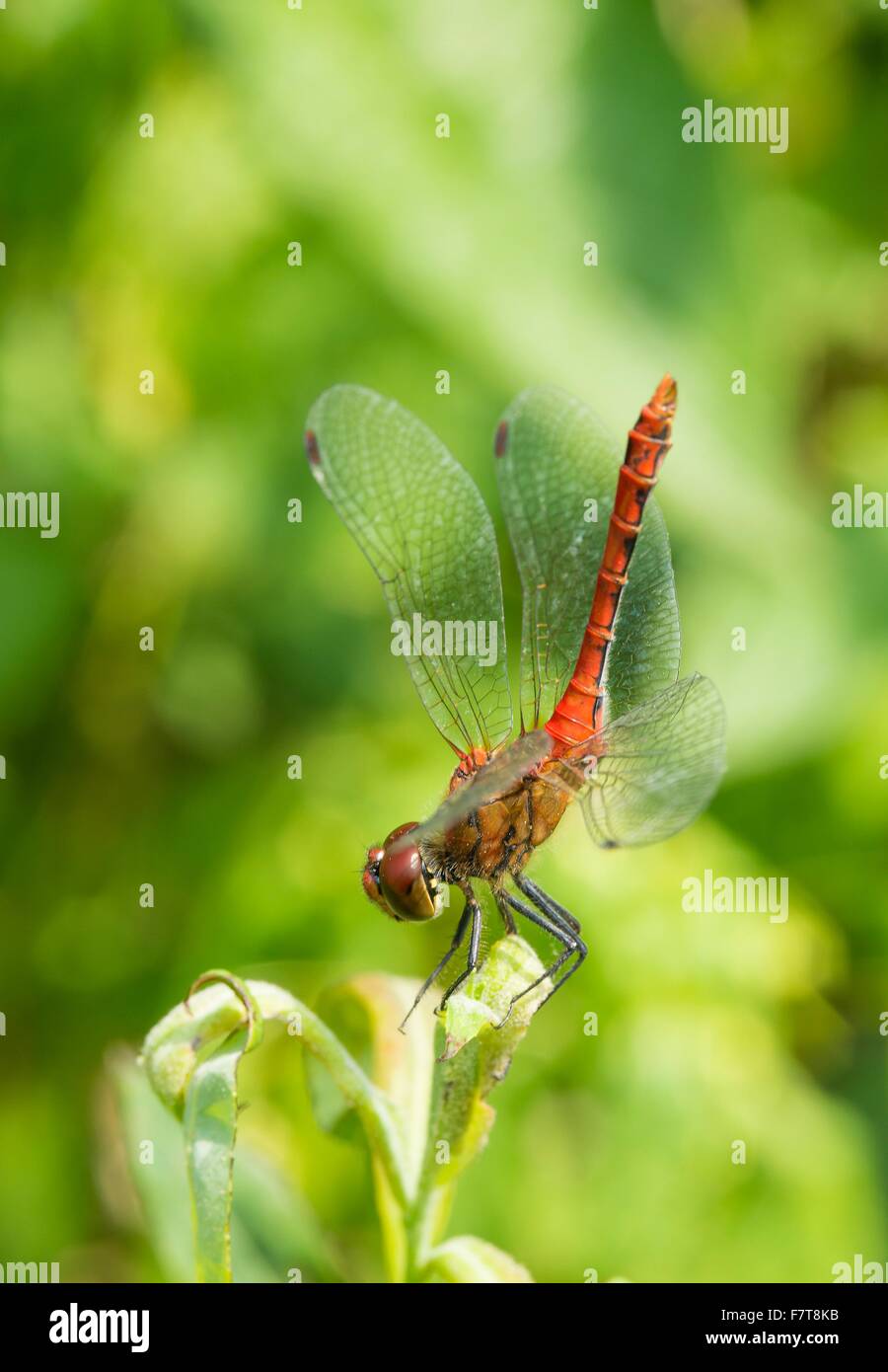 Ruddy darter (Sympetrum sanguineum), sexually mature male, obelisk posture, on a willow leaf (Salix), medial view, Germany Stock Photo