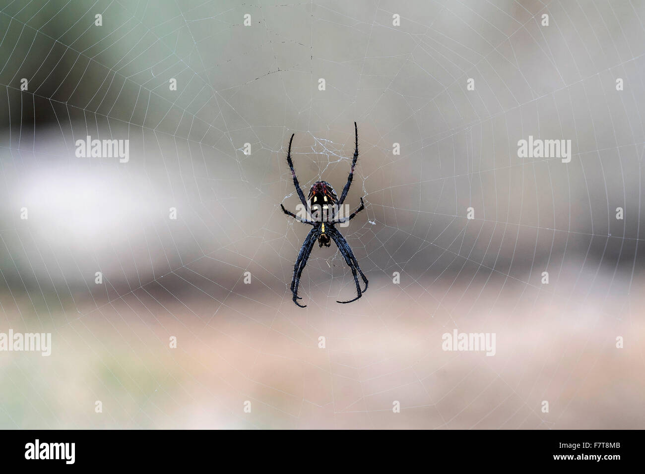 Spider (Araneae) in its net, Antelope Island, USA Stock Photo