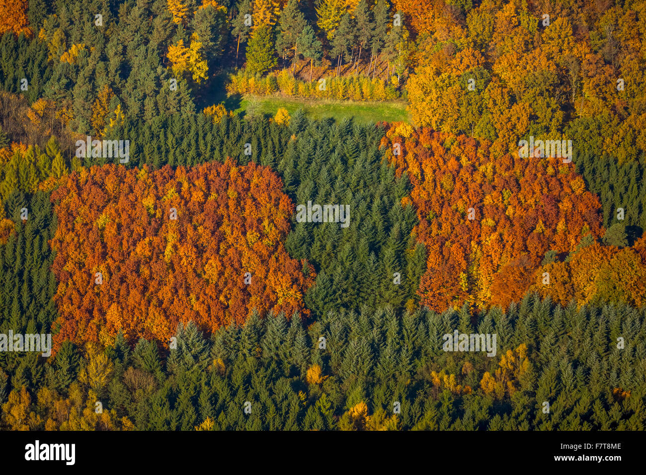 Mixed deciduous trees hi-res stock photography and images - Alamy