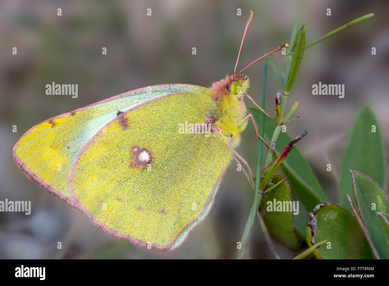 Pale Clouded Yellow butterfly (Colias hyale), Bavaria, Germany Stock Photo