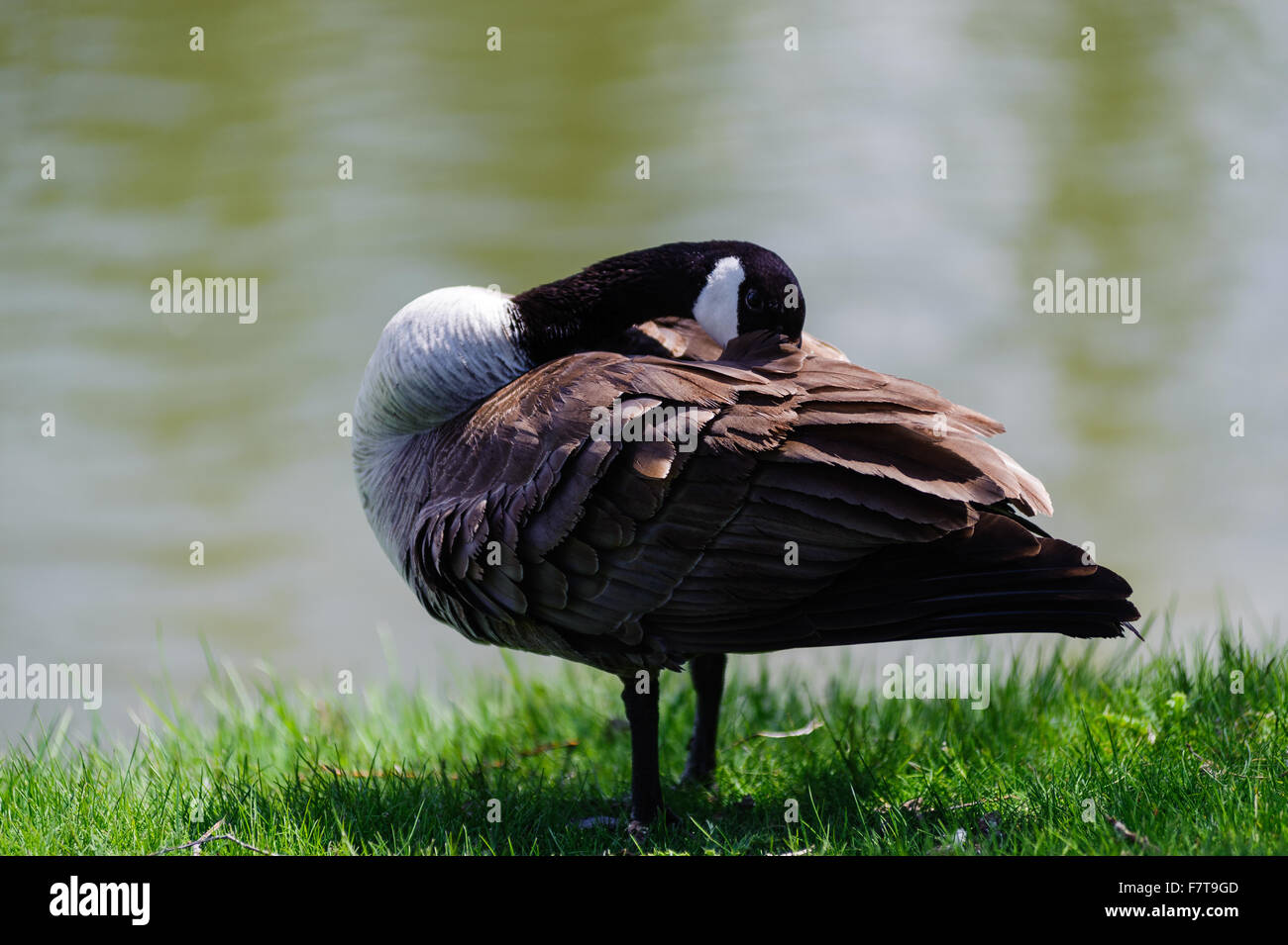 Canada Goose hiding its head , latin name (Branta canadensis) hiding