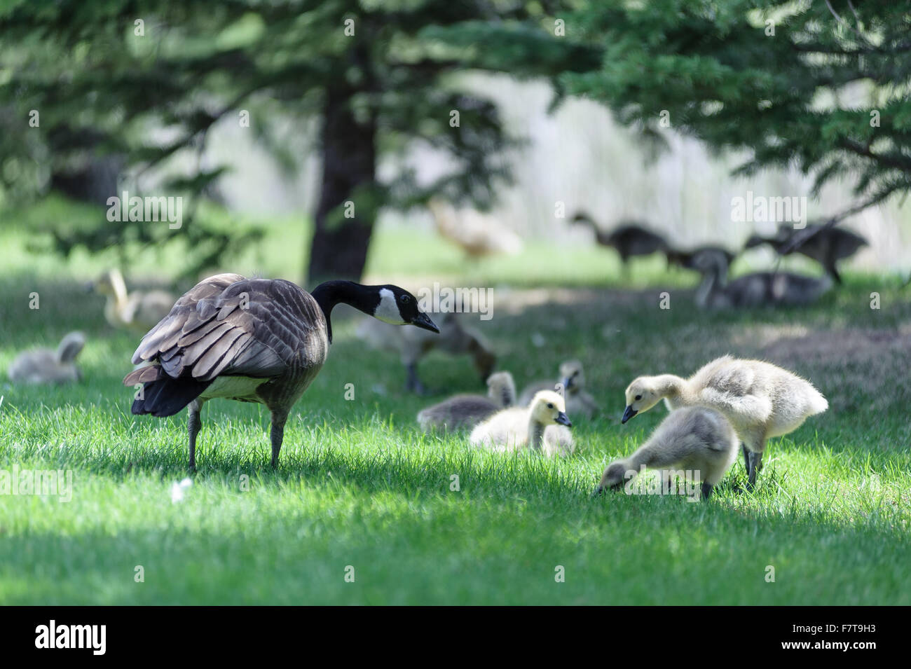 Canada Goose latin name (Branta canadensis) male defending its