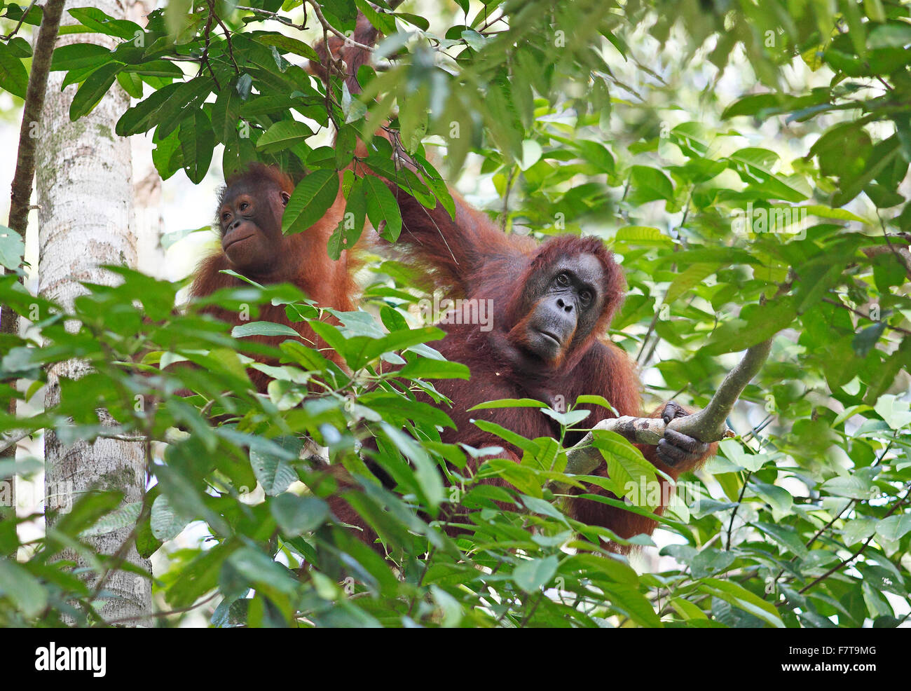 Orangutans (Pongo) in Semenggoh Wildlife Sanctuary in Kuching, Sarawak, Borneo, Malaysia Stock Photo