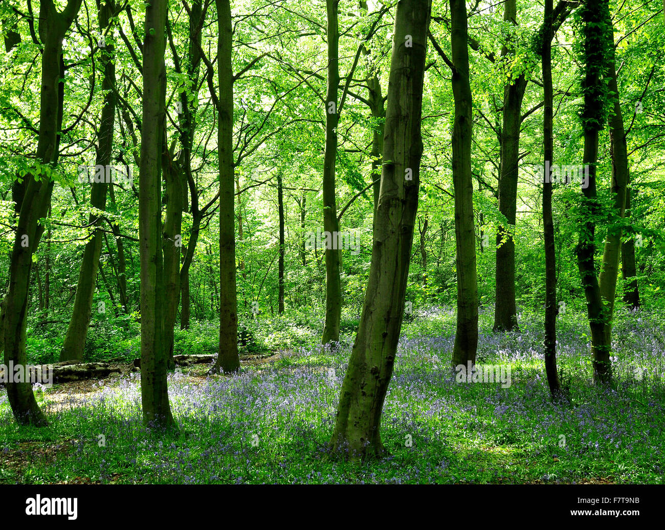 Spring forest with common bluebells (Hyacinthoides non-scripta), Epping Forest, London, United Kingdom Stock Photo