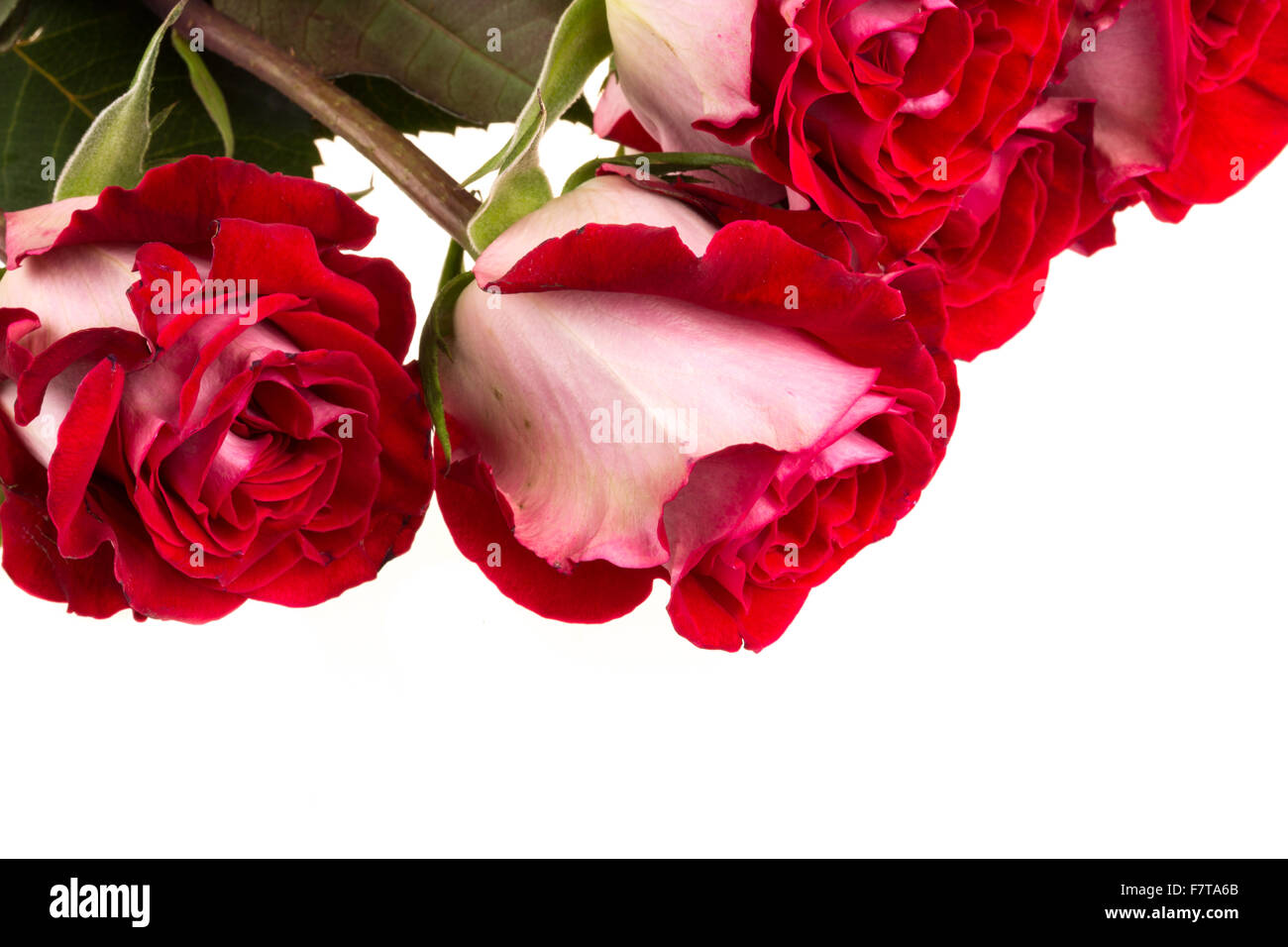 pink roses isolated on white Stock Photo - Alamy
