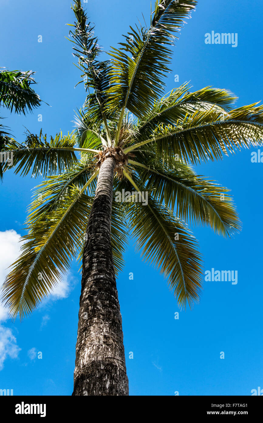 A coconut palm, Cocos nucifera, against a blue sky. Shot looking up. St. Croix, US Virgin Islands, USVI, U.S.V.I. Stock Photo