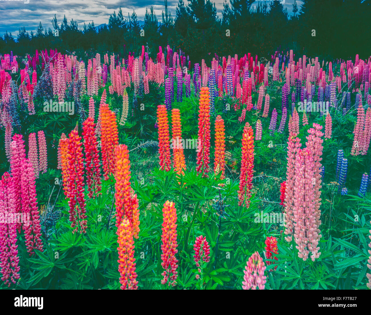 Lupine near Mt. Cook, Souhtern Alps, New Zealand South Island Stock Photo