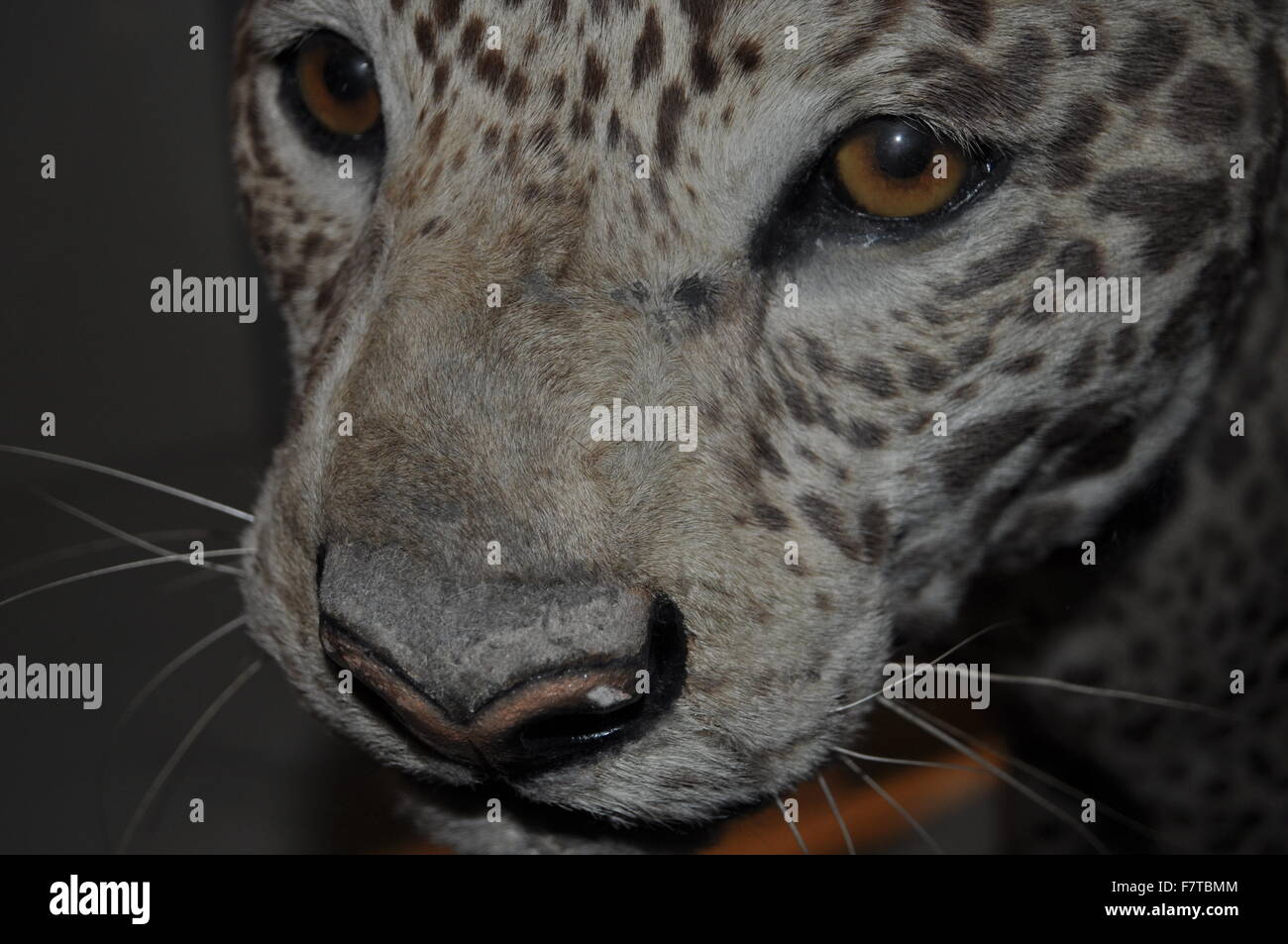 A taxidermy white leopard at The Natural History museum in London. Stock Photo