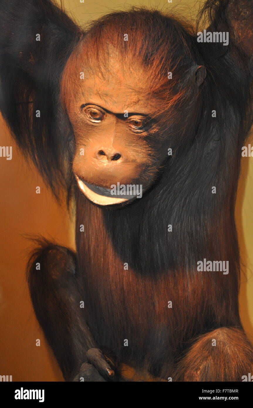 A taxidermy monkey at The Natural History museum in London. Stock Photo