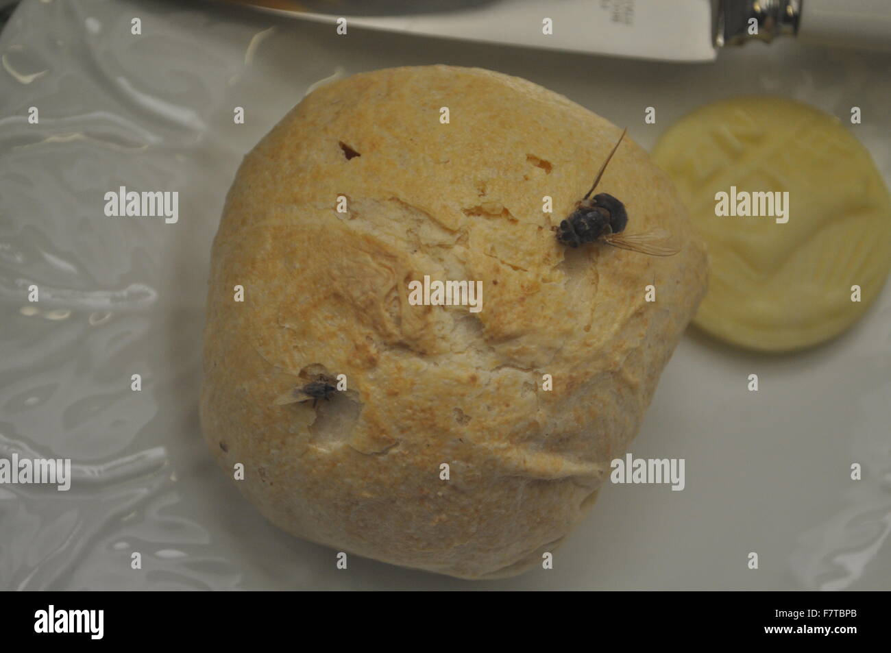 A plastic egg with a plastic fly stuck to it at The Natural History