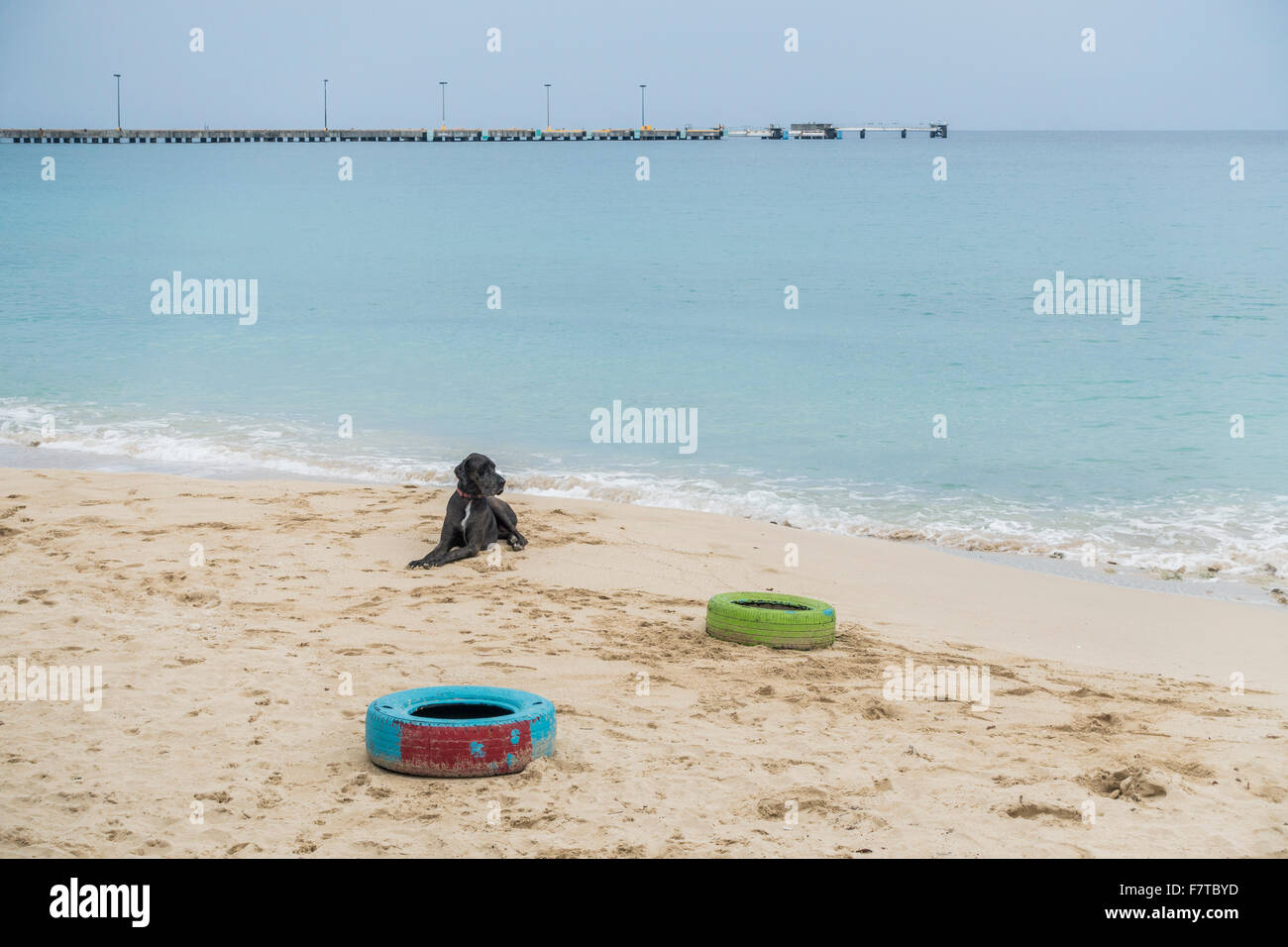 A Great Dane rests on the beach on the island of St. Croix, U.S. Virgin Islands. USVI, U.S.V.I. Stock Photo