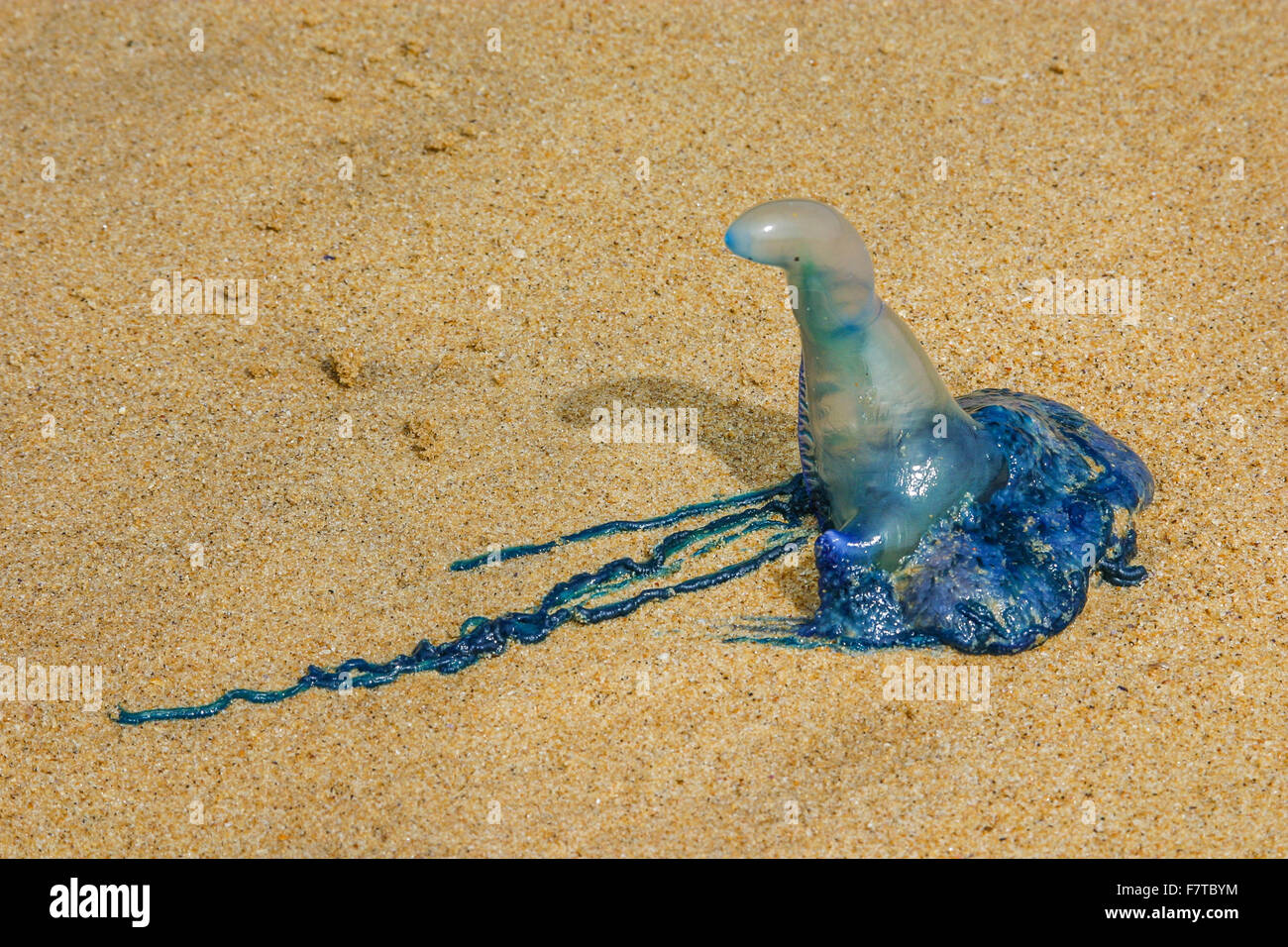Australia, New South Wales, Central Coast, Bouddi National Park, a blue bottle washed up at the beach of Maitland Bay. Stock Photo