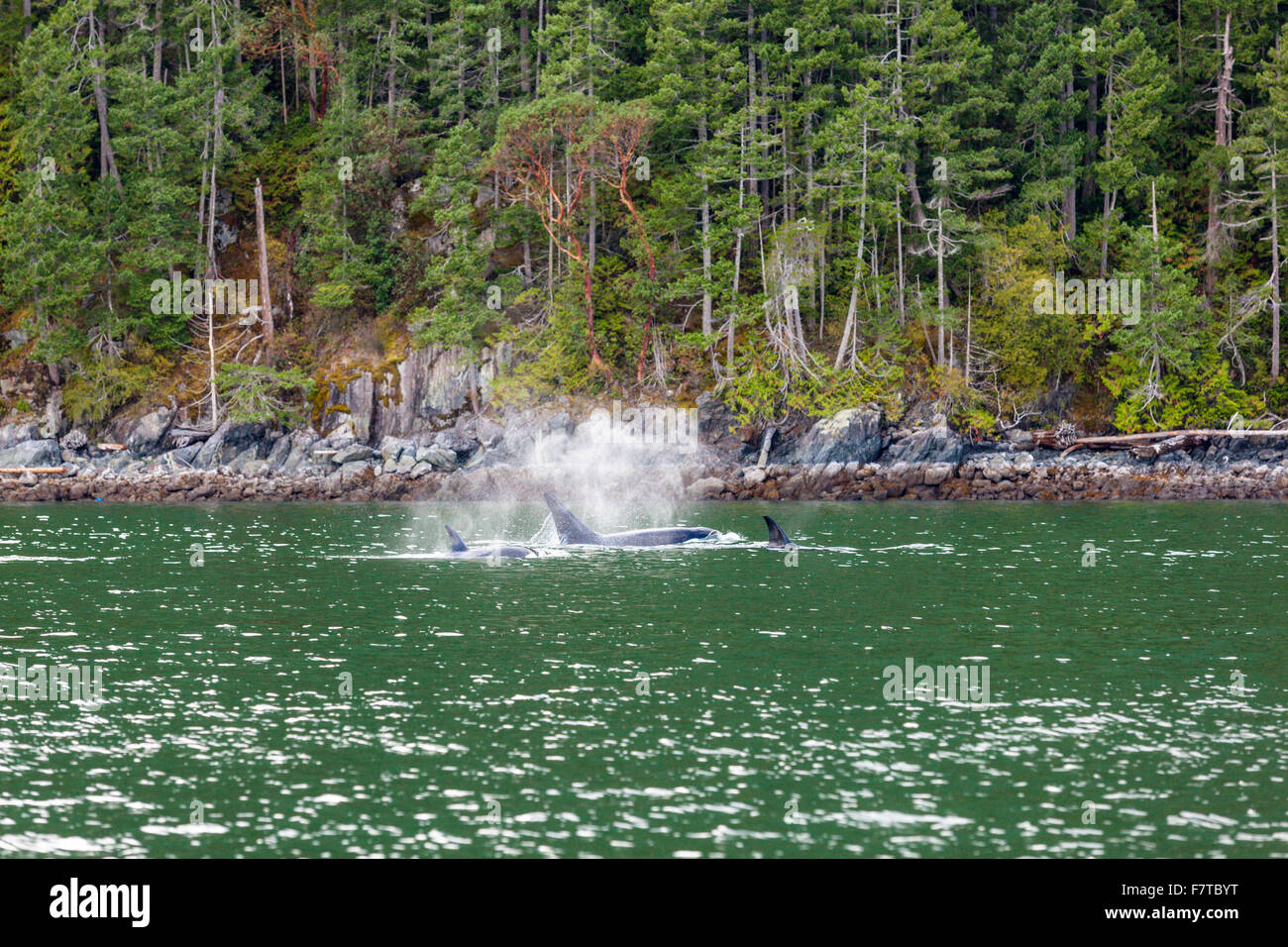 Orca in the Bute Inlet, Vancouver Island, British Columbia, Canada