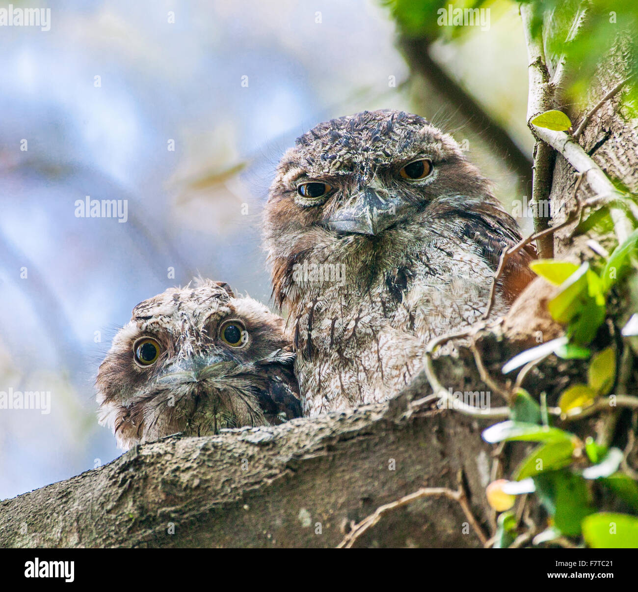 Australia, native wildlife, Tawny Frogmouth (Podargus strigoides) with ...