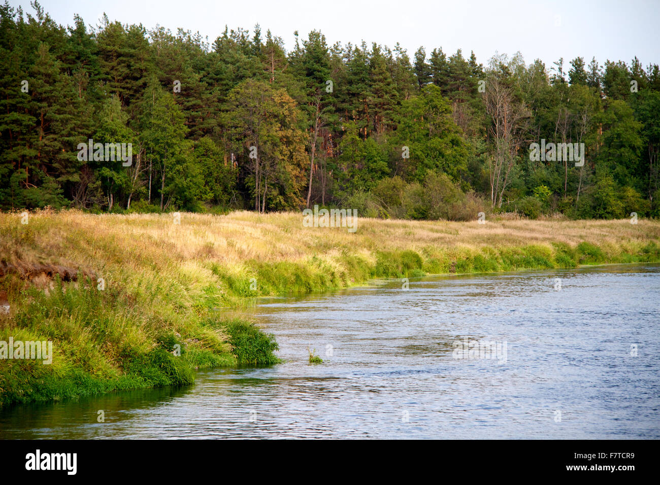 view of the beautiful river and forest Stock Photo - Alamy