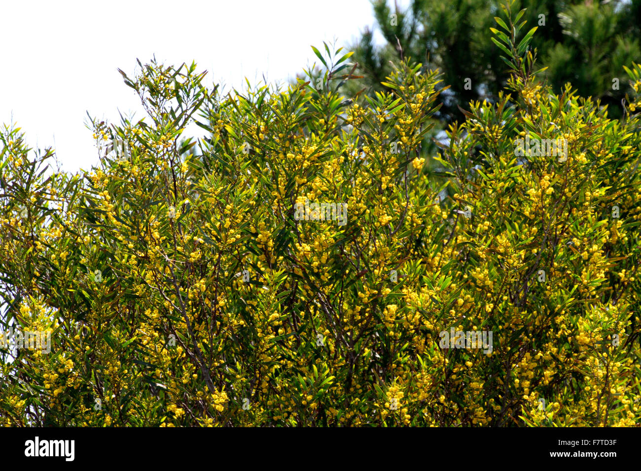 mimosa tree with yellow flowers Stock Photo Alamy