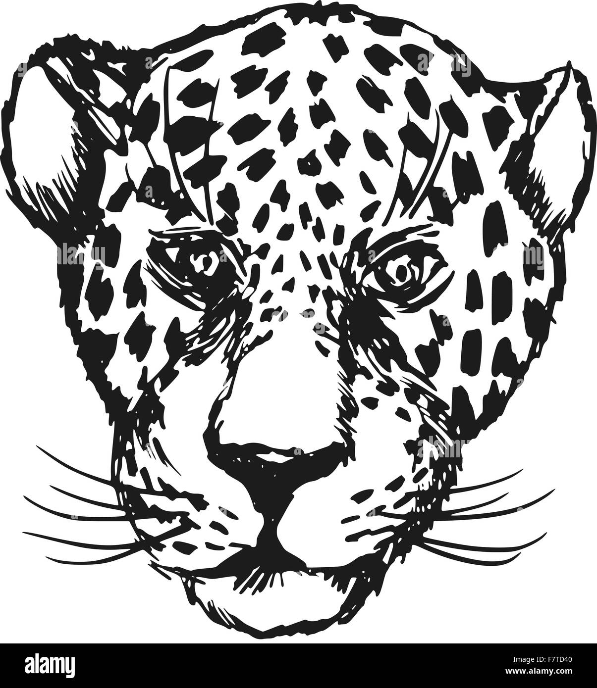 jaguar Stock Vector