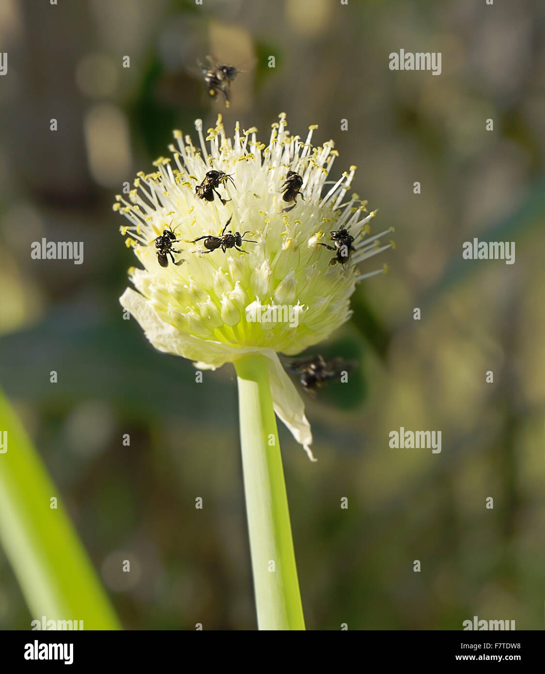 Very small minute Australian native stingless bees Tetragonula on an onion flower Stock Photo