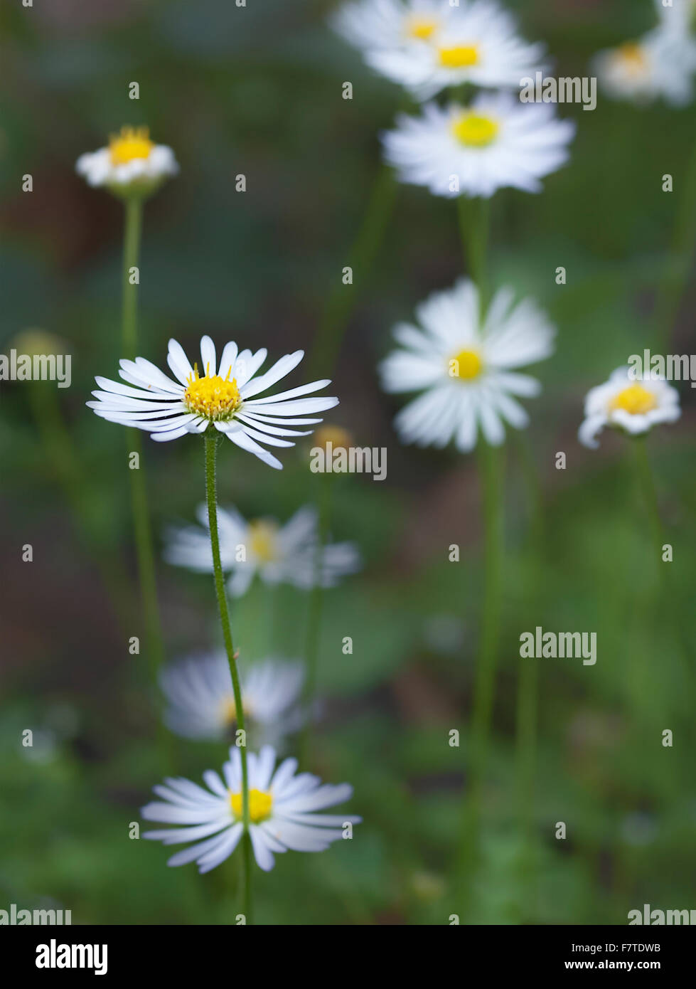 White daisy like Australian native wildflower Brachysome winter flower blossom Stock Photo
