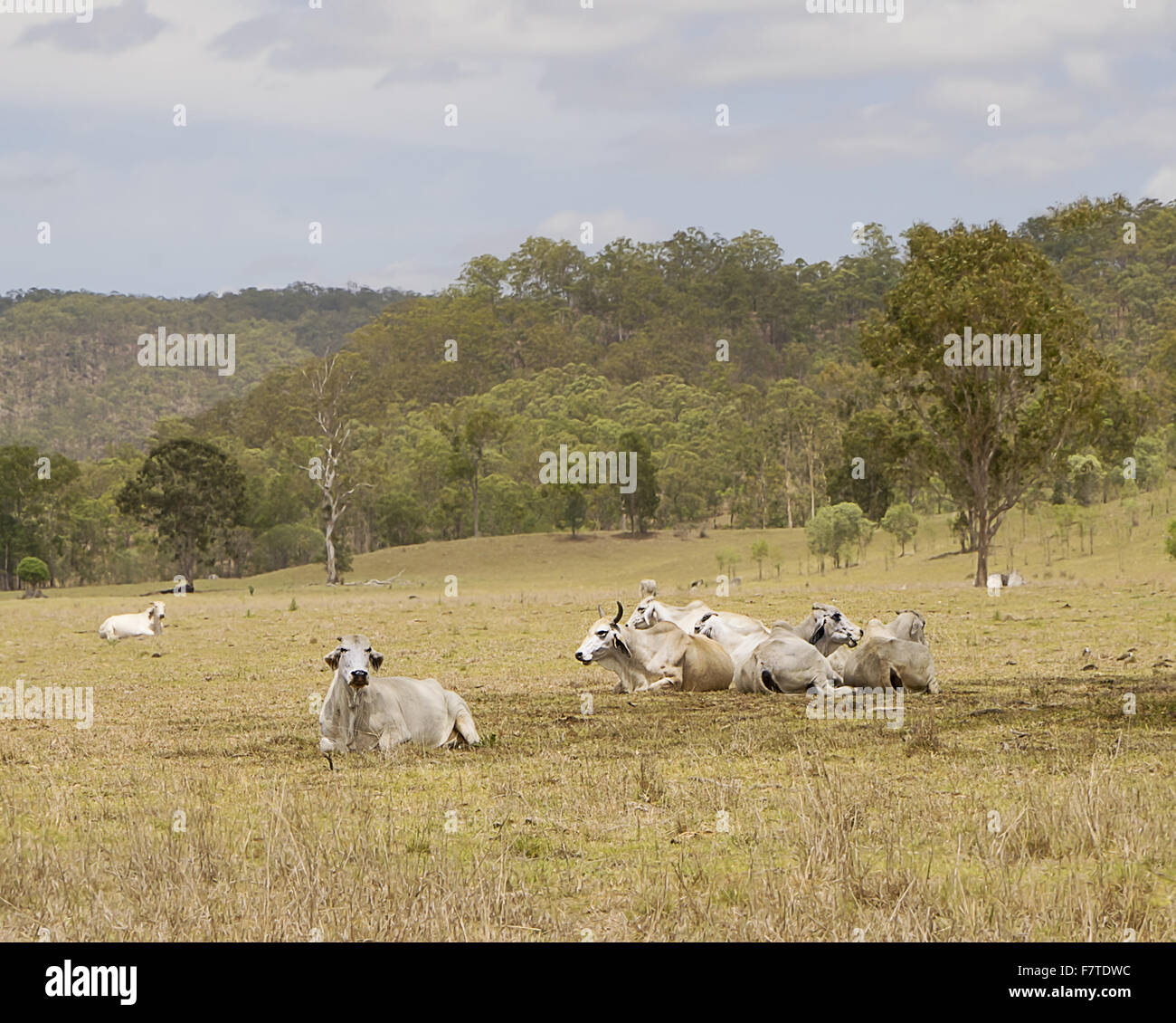 Cows country Queensland Australia Stock Photo
