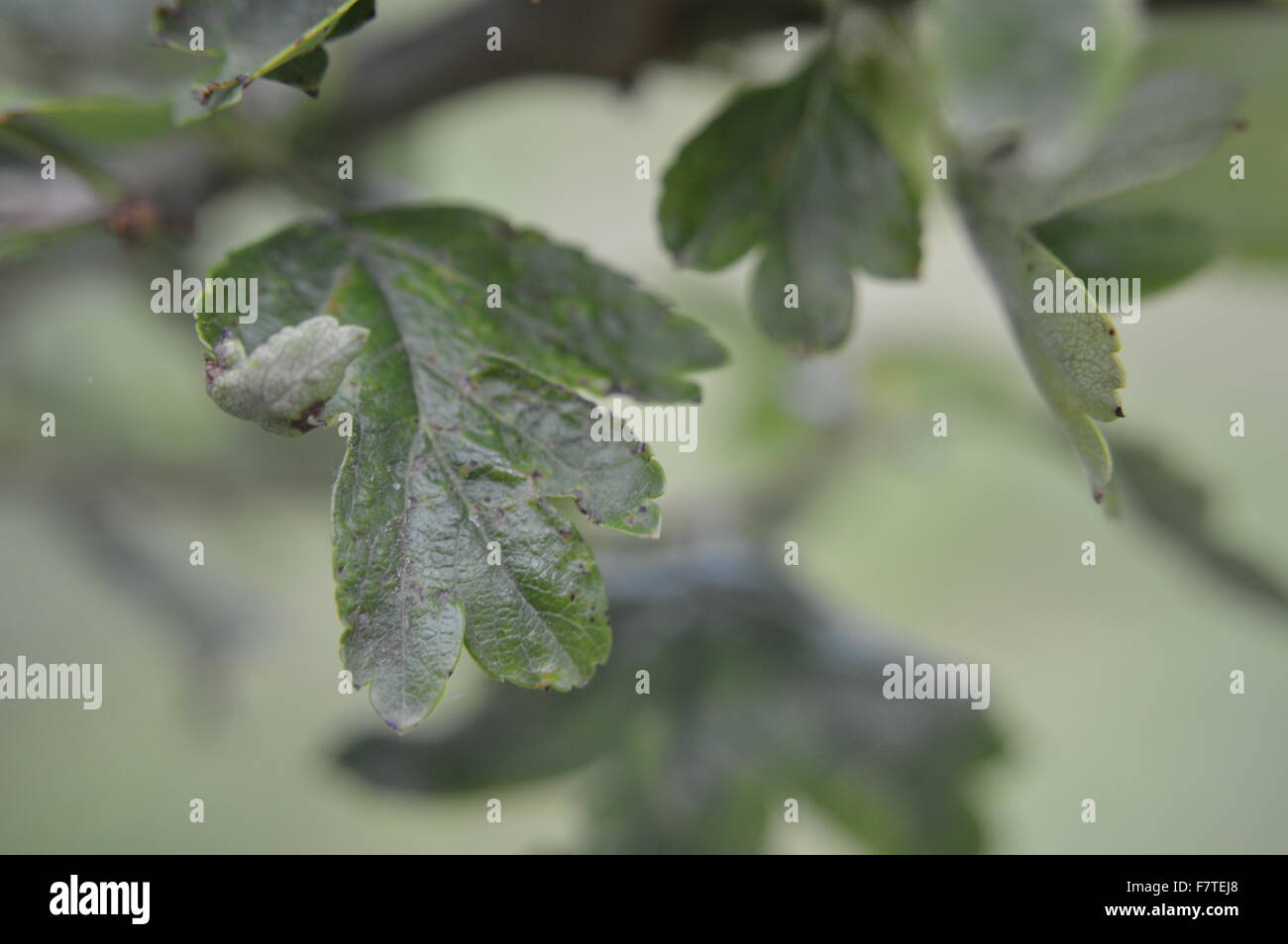 Dark leaves oak tree hi-res stock photography and images - Alamy