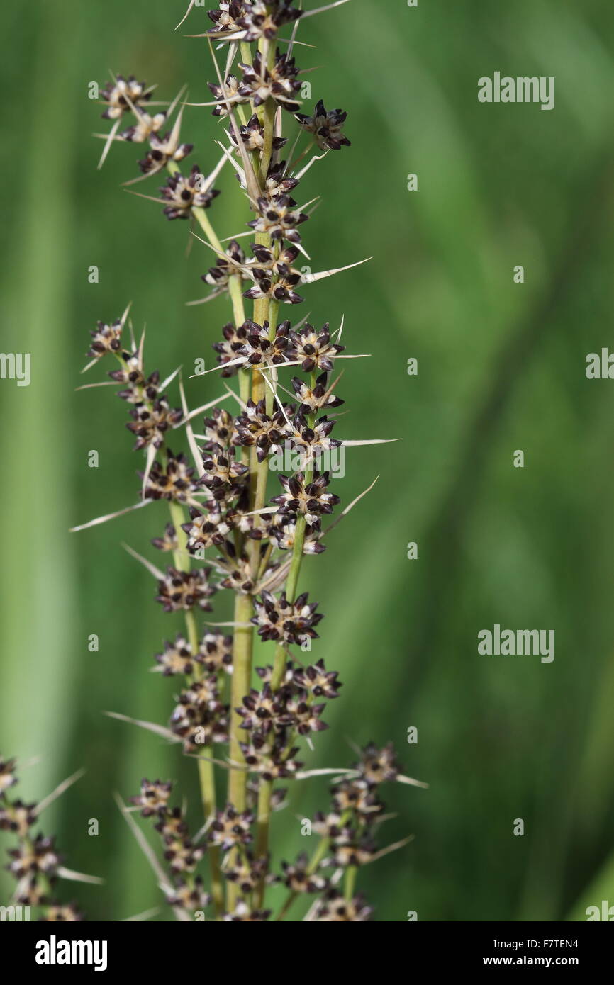 Lomandra longifolia or also known as Spiny-head Mat-rush, Basket Grass ...