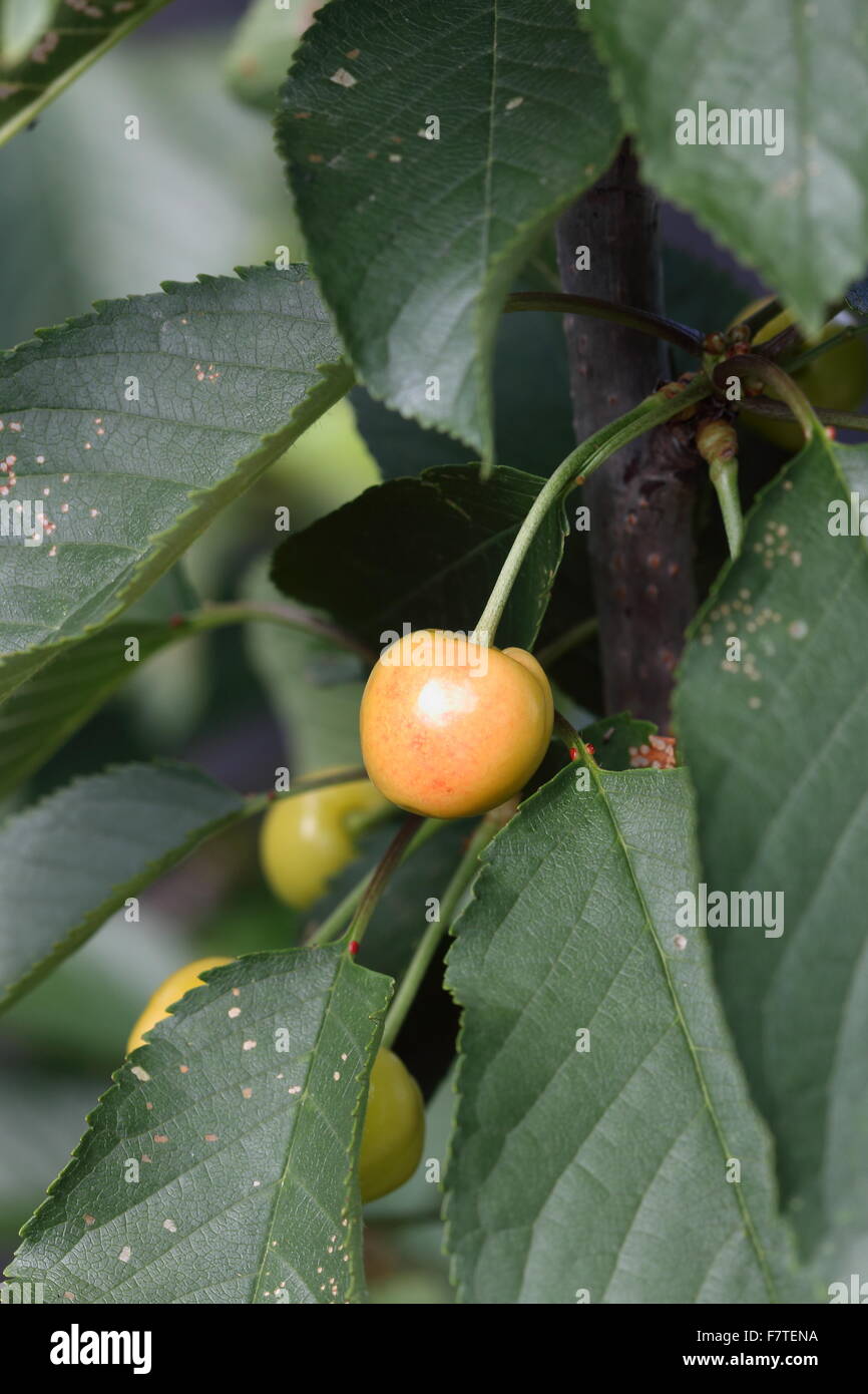 Lapins cherry with young fruits on a tree Stock Photo Alamy