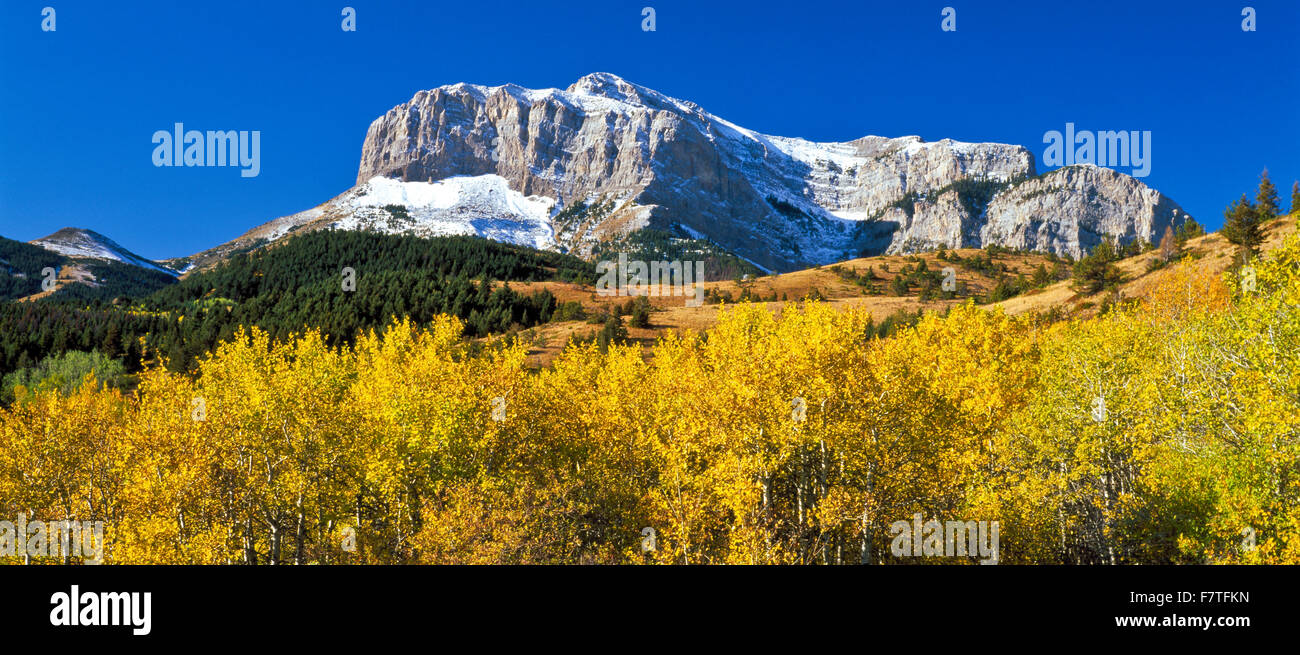 panorama of old man of the hills above autumn aspen near dupuyer