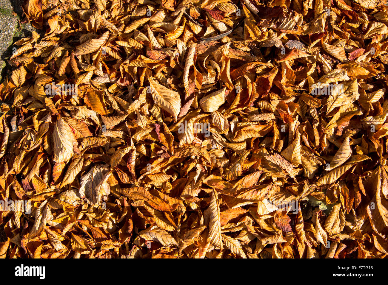many leaves together at ground during fall Stock Photo
