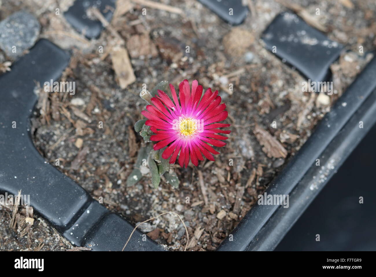 Close up of Ice Plant in a seedling tray Stock Photo