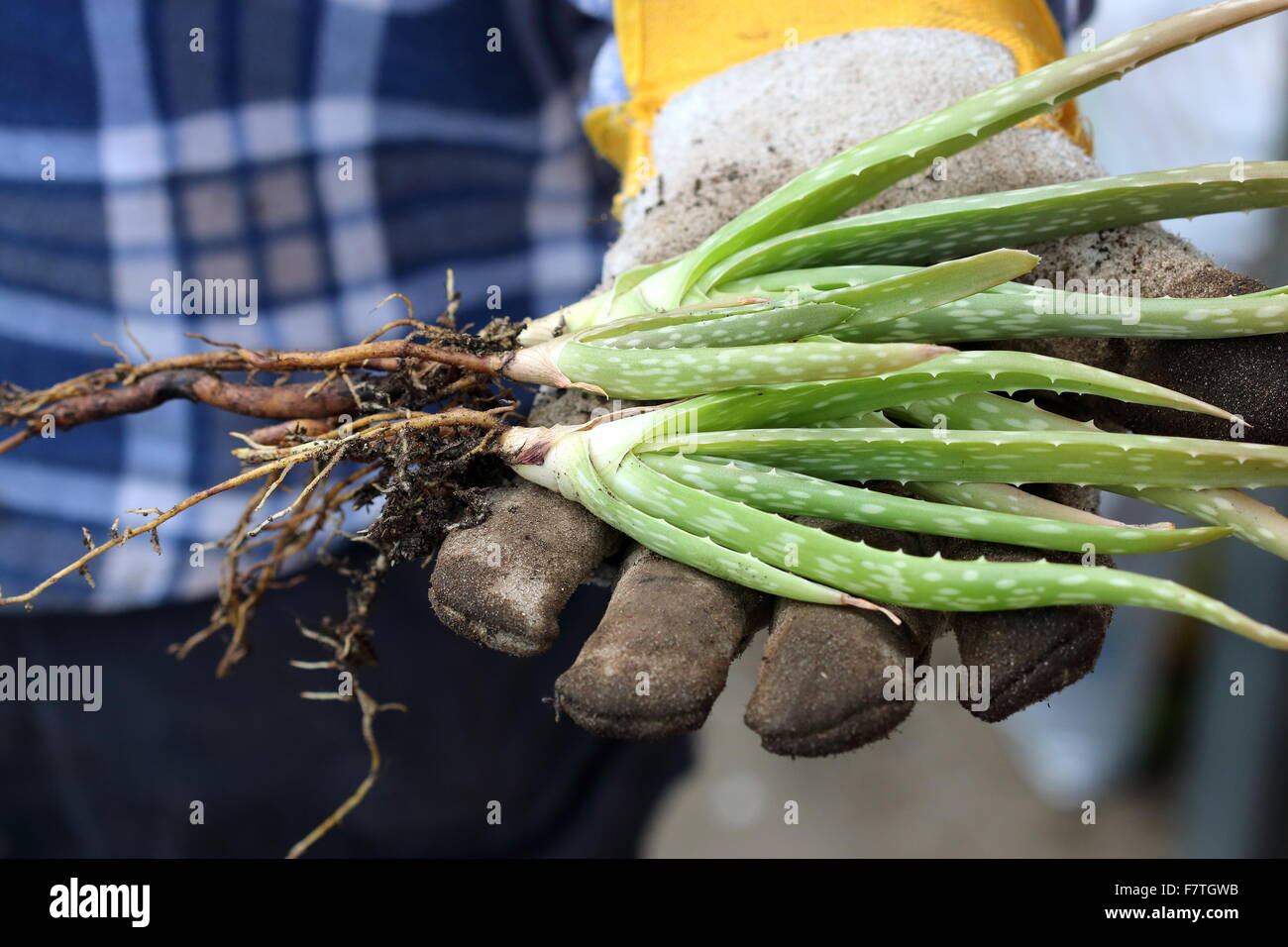 Hands holding young aloe vera plants Stock Photo
