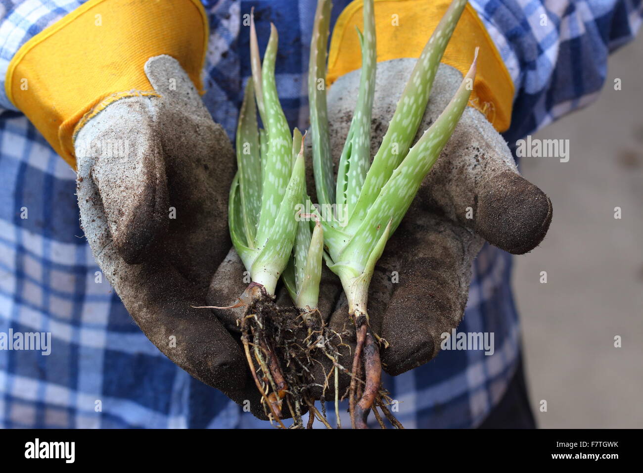 Hands holding young aloe vera plants Stock Photo